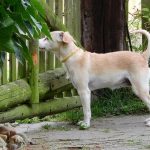 Hundezwinger mit Auslauf