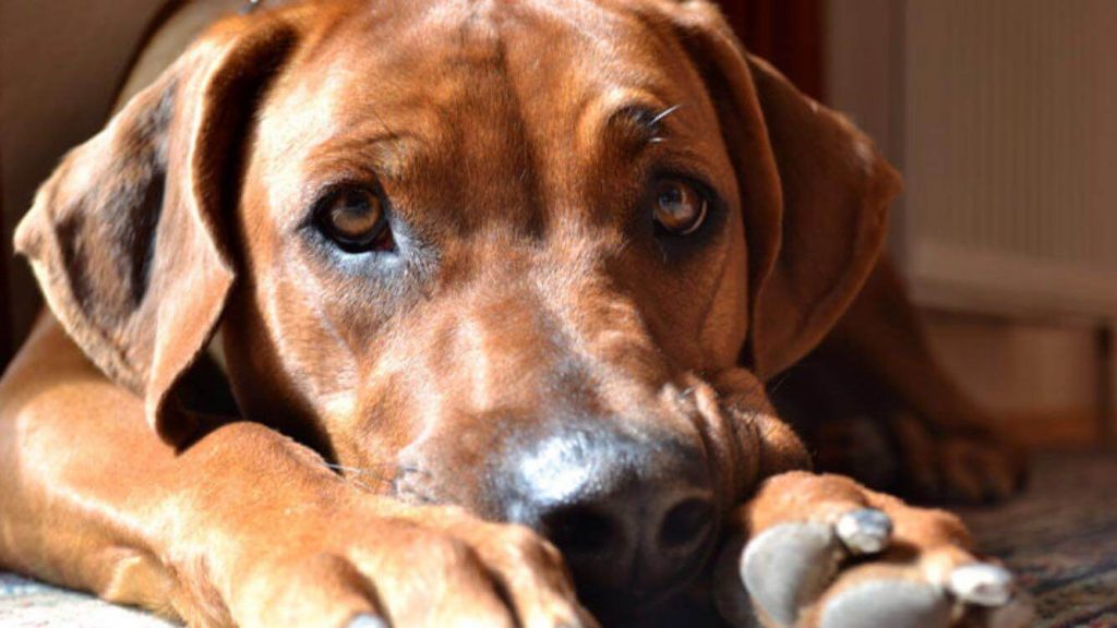 FuenftePfote Der Ratgeber für Hunde und Hundebesitzer