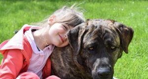 Familienhunde