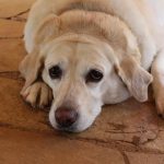 Futter für kastrierte Hunde