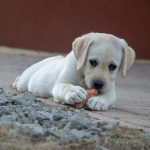 Hundefutter in Lebensmittelqualität