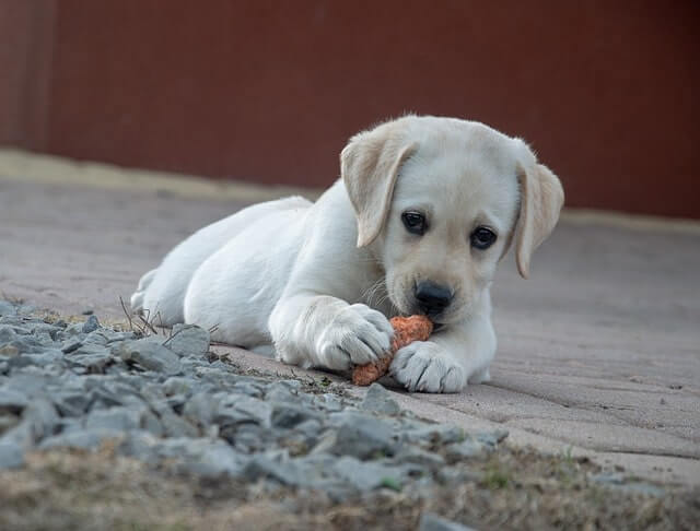 Hundefutter in Lebensmittelqualität
