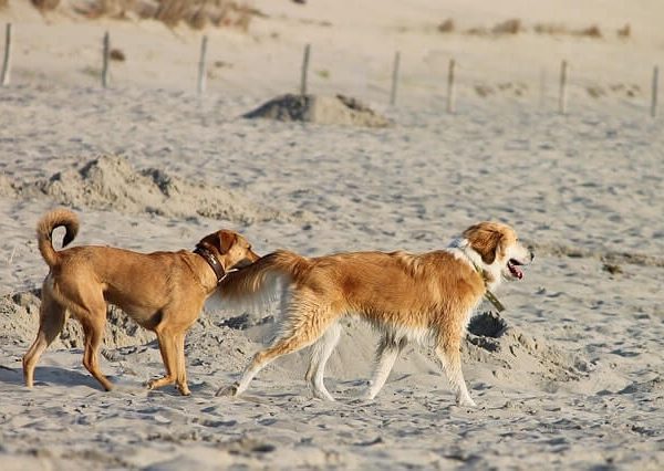 schönste Strände Europa