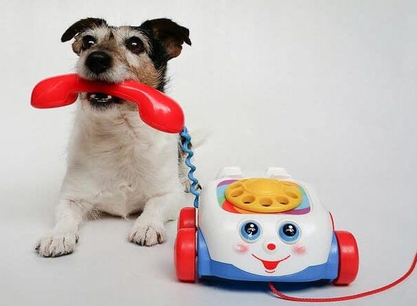 Hunderassen für Berufstätige