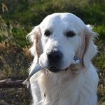 Dürfen Hunde Fisch essen?