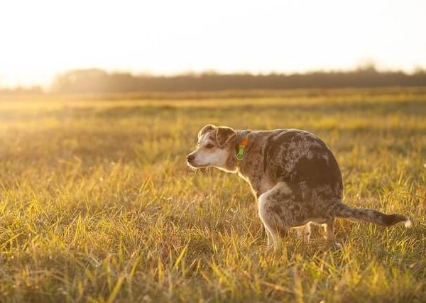 Wie oft sollte ein Hund Stuhlgang haben