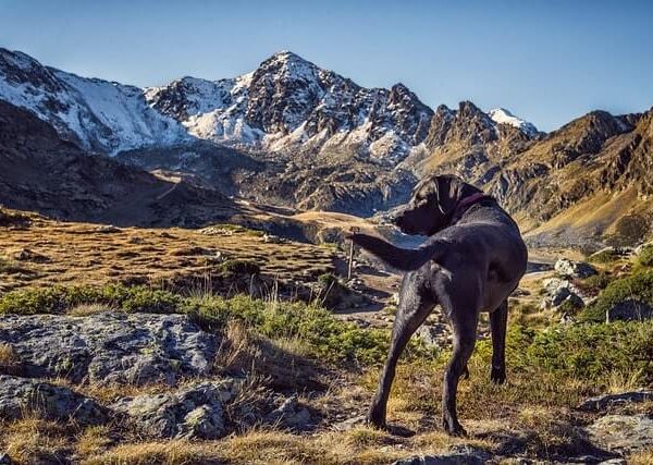Urlaub mit Hund in Österreich