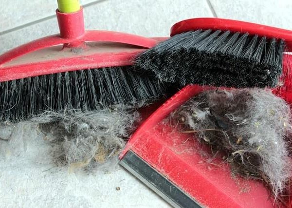 Welche Hunderasse haart am meisten