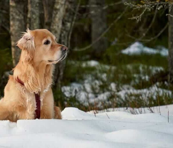 Digitale Tierkrankenversicherungen