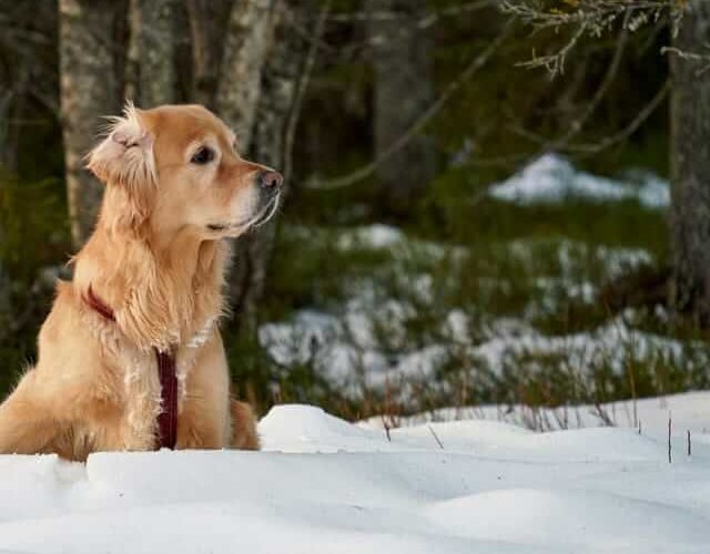 Digitale Tierkrankenversicherungen